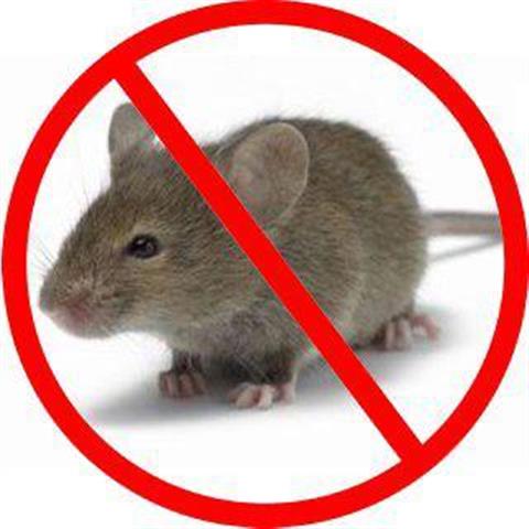 Rodent Solution image 6