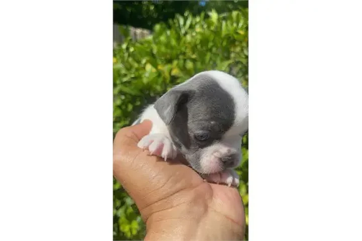 $350 : ¡Cachorros de Bulldog Francés image 1