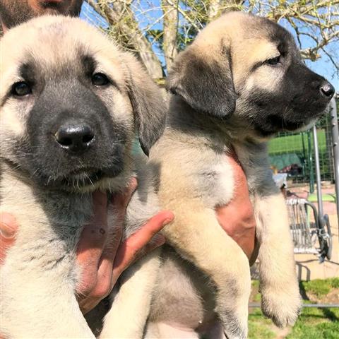 $850 : breeder image 1