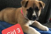 4 Gorgeous Akita Puppies For S en Orlando