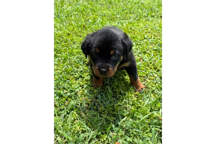 $350 : Cachorros Rottweiler en venta image 3