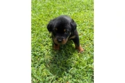 $350 : Cachorros Rottweiler en venta thumbnail