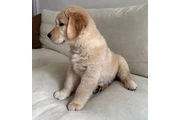 $320 : Golden retriever to go thumbnail