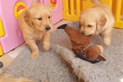 Golden Retriever en Miami