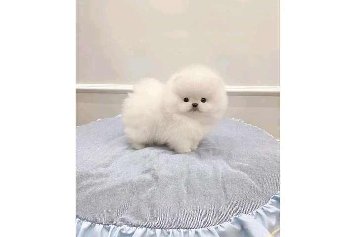 $480 : French bulldog and Pomeranian image 3