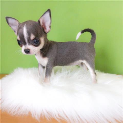 $250 : Chihuahua puppies image 2