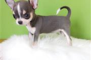 $250 : Chihuahua puppies thumbnail