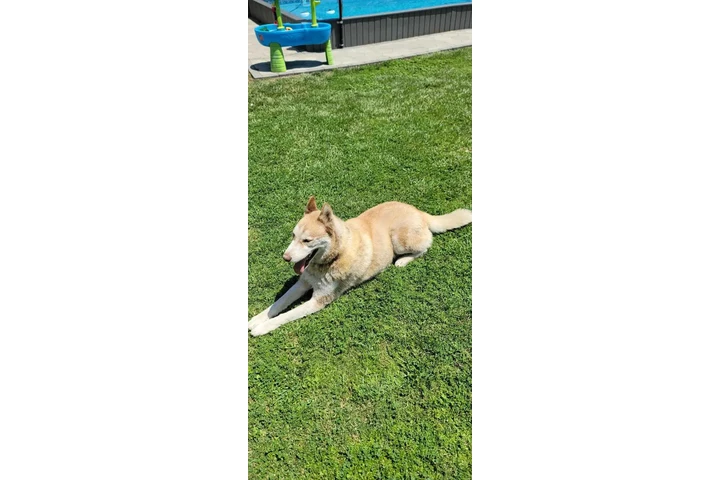 $1 : Free Husky image 3