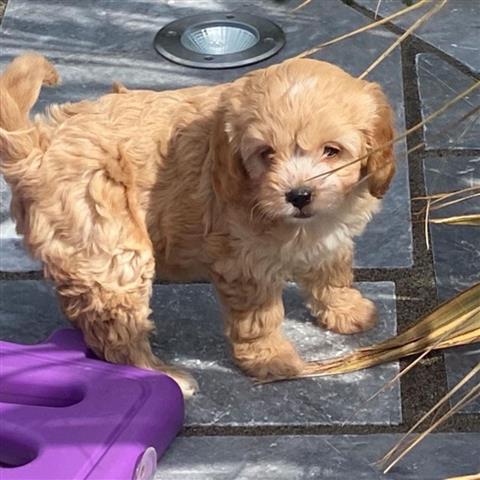 $450 : cockapoo son cachorros amigab image 2