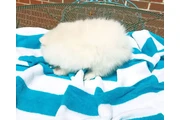 $310 : Cachorro de Pomerania thumbnail