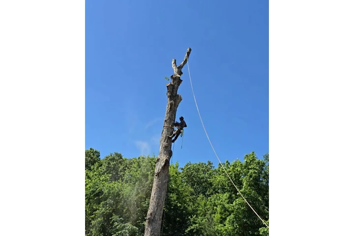 Joseph Tree Services image 2