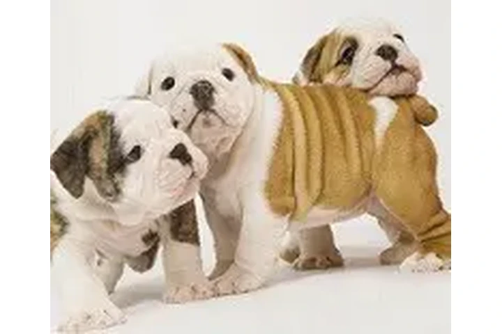 $3000 : Champion English Bulldogs image 1