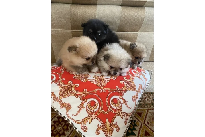 $300 : Pomeranians for Sale image 2