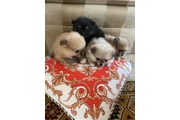 $300 : Pomeranians for Sale thumbnail