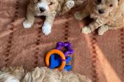 $500 : Maltipoo Pupp thumbnail
