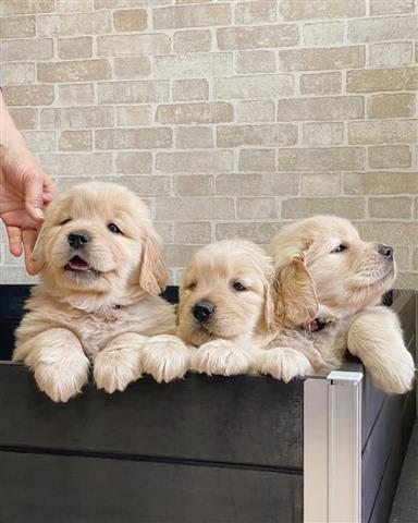 Cachorros Golden Retriever image 2