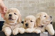 Cachorros Golden Retriever thumbnail