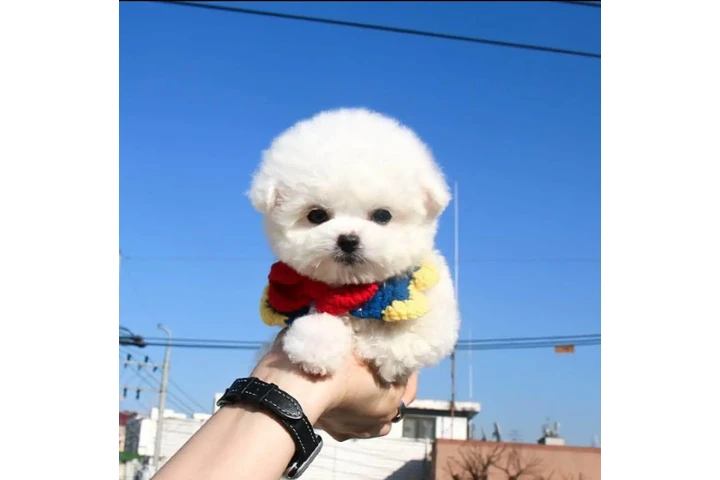 $350 : Cachorro Bichon Frise image 1