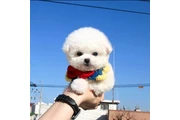 Cachorro Bichon Frise en Washington DC