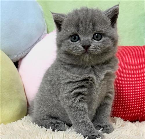 $310 : BlueBritish Shorthair Kitten image 2