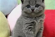 $310 : BlueBritish Shorthair Kitten thumbnail