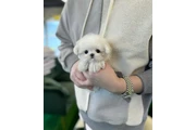 $350 : Maltés macho y hembra thumbnail