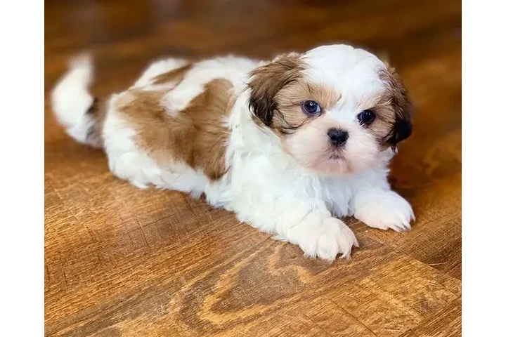 $350 : Cute Shih Tzu For Sale image 2