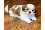 $350 : Cute Shih Tzu For Sale thumbnail