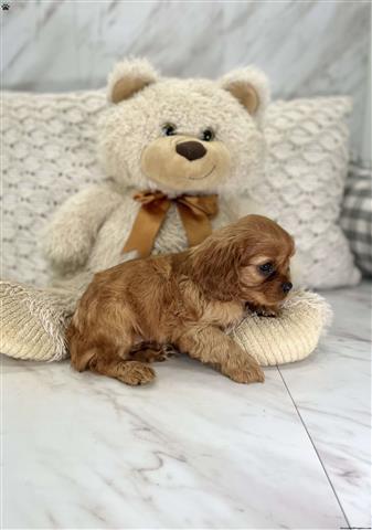 $330 : Cavalier King Charles for Sale image 4