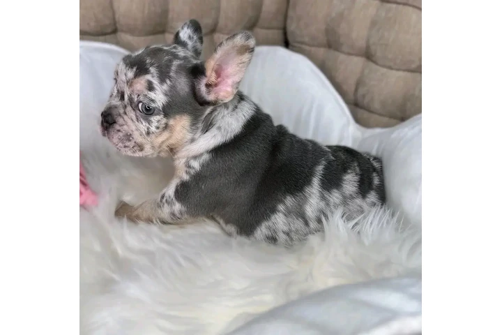 $500 : French bulldog puppies image 5