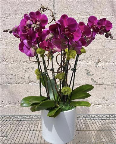 $120 : Orquideas image 7