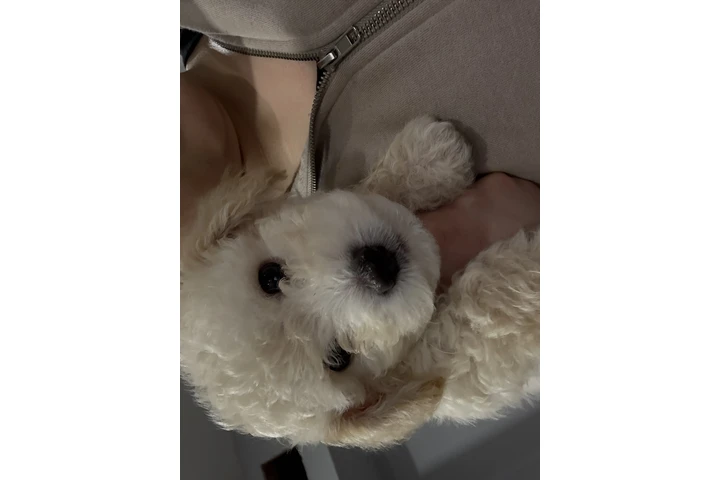 Maltipoo puppy image 1