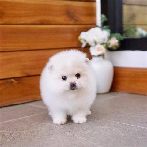 $500 : Vet checked Pomeranian Pups image 2