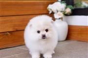 $500 : Vet checked Pomeranian Pups thumbnail