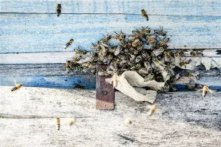SUPERIOR BEE CONTROL image 8