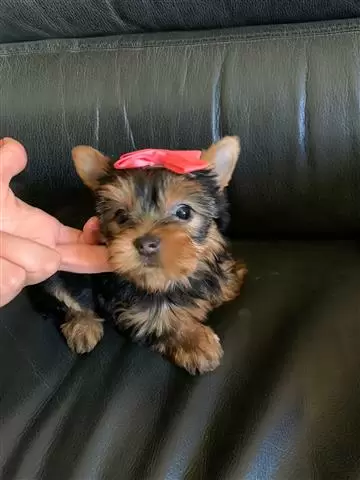 Mini Hembra Yorkshire Yorkie Y image 1
