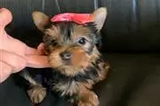 Mini Hembra Yorkshire Yorkie Y en Houston