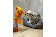 $350 : cachorros chihuahua thumbnail