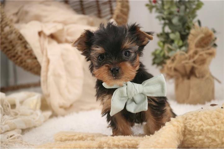 $600 : Annie - Cachorro Teacup Yorkie image 3