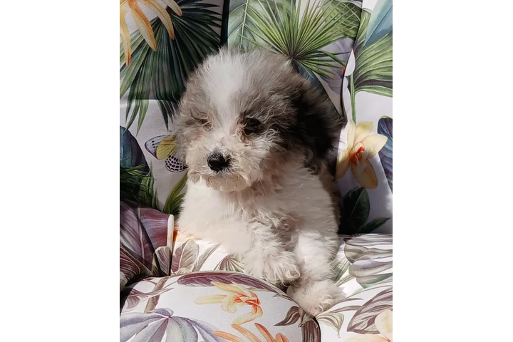$550 : Maltypoo image 1