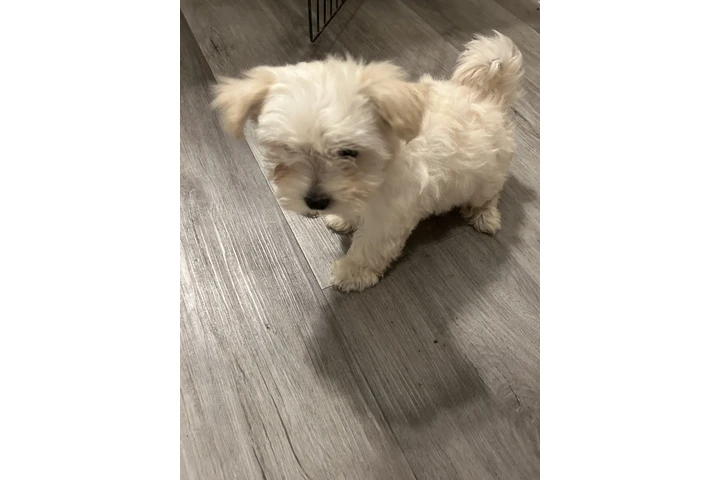 $350 : Maltés de 3meses image 2