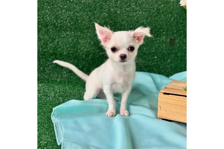 $600 : Chihuahua image 2