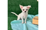 $600 : Chihuahua thumbnail