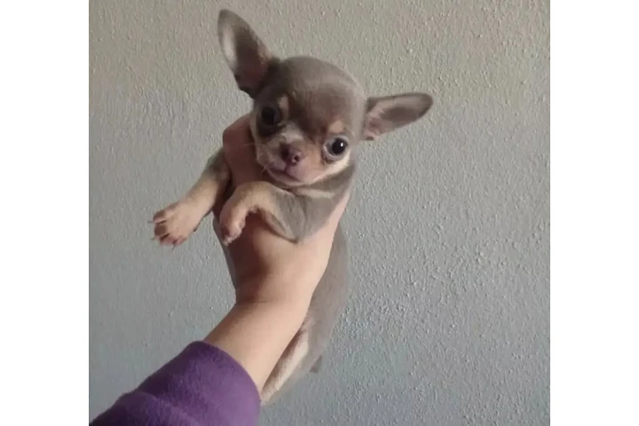 $250 : Chihuahua puppies image 2