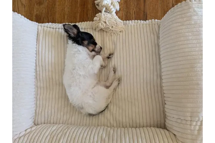 $850 : Chihuahua female – 5 month image 1