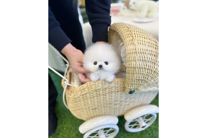 $250 : Pomeranian puppy for sale image 2