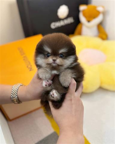 $250 : Cachorro Pomeranian image 2