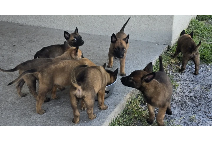 $600 : Pastor belga mallinois image 4