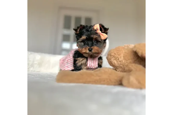 $999 : Yorkie and Morkie puppies image 7