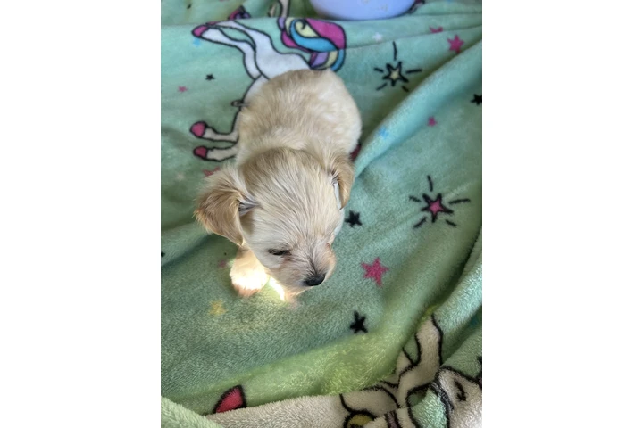 $250 : Yorkie estándar image 6